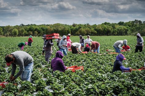 The Age of Robot Farmers | 08/04/19 Agriculture Pictures, Signs Youre In Love, Indoor Farming, Young Farmers, Outside Plants, Strawberry Picking, Agriculture Farming, Tomato Plants, Montpellier