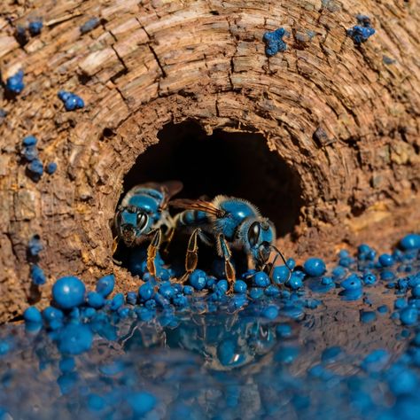 In case you were wondering. . . Blue Carpenter Bees are known for their vivid blue coloration, which is quite rare among bees. Their metallic blue bodies can vary from deep blue to a more turquoise shade, making them easily recognizable. www.beeraftin.com 📩info@beeraftin.com 📞619-622-7556 #bee raftin #essential workers #help us help u #Humans Need Bees #Bees Don't Need Humans #Bee Rescue #Save The Bees #Bee Saver #Garden Decor #Bee Friendly #Bee Garden #Bees #gardening tips #Honeybees #sa... Carpenter Bee, Bee Garden, Bee Friendly, Save The Bees, Metallic Blue, Gardening Tips, Deep Blue, Garden Ideas, Garden Decor