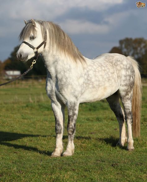 Welsh Mountain pony (Section A) Welsh Pony Section B, Welsh Mountain Pony, Welsh Ponies, Welsh Pony And Cob, Hackney Horse, Horse Standing, Horse Markings, Welsh Pony, Pony Breeds