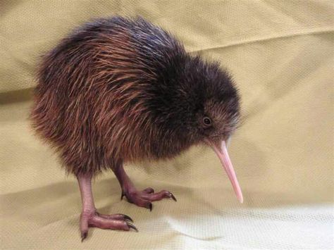 Kiwi: The kiwi bird is a flightless bird that is native to New Zealand. They are threatened by deforestation and there are 5 diffrent species of kiwi birds. A long time a go they were thougt to be protected by a god. Image Kiwi, Kiwi Birds, Bird Meme, I'm Not Like Other Girls, Kiwi Bird, One Month Old, Flightless Bird, Favorite Animals, A God