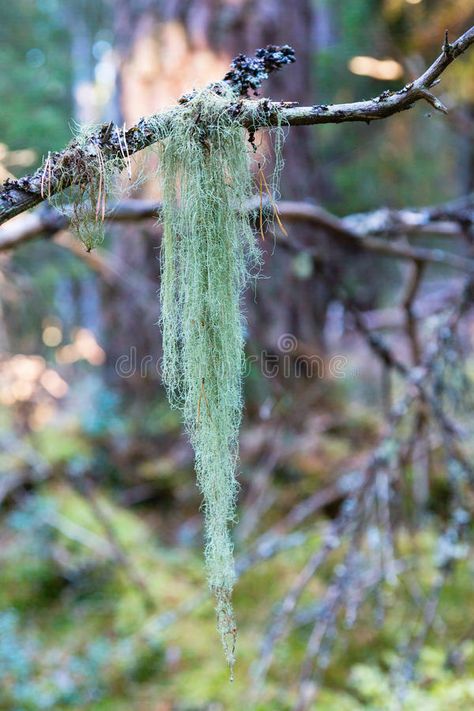 Usnea Lichen, Mossy Tree, Lichen Moss, Healing Plants, Branch Decor, Portfolio Template, Wild Food, Medicinal Herbs, Tropical Plants