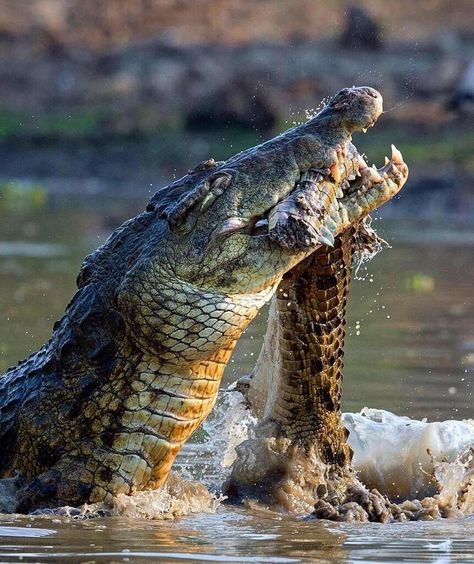 Alligator Hunting, African Nature, It Could Be Worse, Wild Animals Photography, Could Be Worse, Strange Animals, Crafts Animals, Aesthetic Forest, African Travel