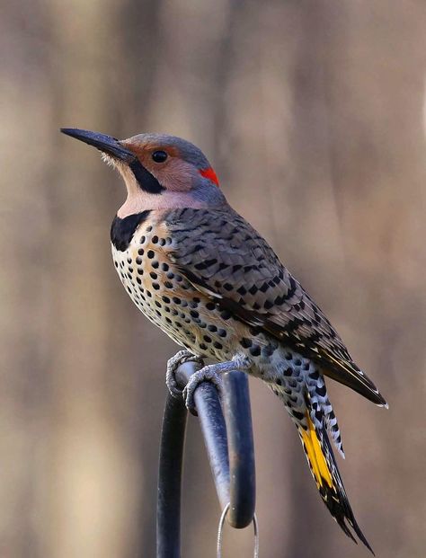 Northern Flicker Bird, Northern Flicker Woodpecker, Flicker Tattoo, Flicker Bird, Wild Birds Photography, North American Birds, Birding Journal, Northern Flicker, Wild Photography