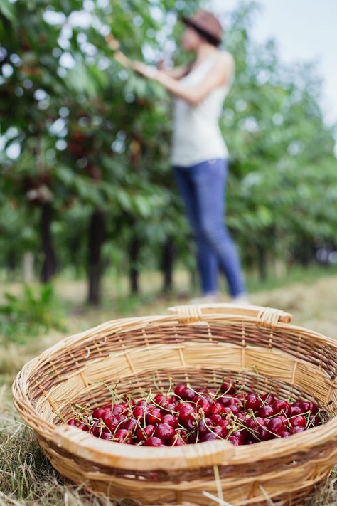 Cherry Orchard, Cherry Picking, Southern Christmas, Berry Picking, Summer Cherries, Down On The Farm, Summer Theme, Fruit Garden, Sweet Cherries