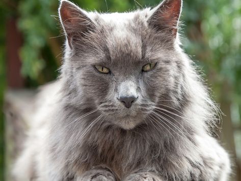 Old words for animals Nebelung Cat, Senior Cat Care, Best Litter Box, Warrior Cat Ocs, Gatos Cool, Nebelung, Soul Therapy, Pet Information, Best Cat Food