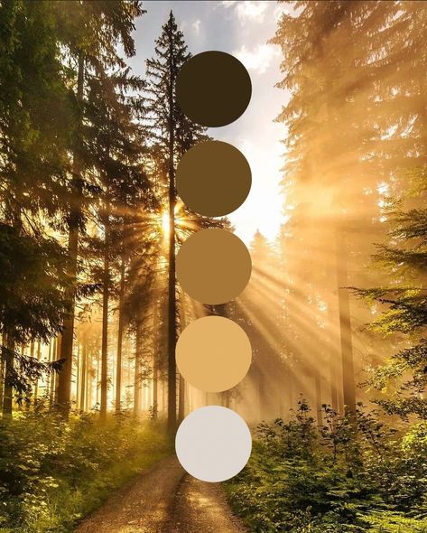 Spring Earth Tones, Warm Earth Tone Color Palette, Wood Color Palette, Warm Earthy Color Palette, Earth Tones Fashion, Earth Tone Color Palette, Color Healing, Color Design Inspiration, Gold Color Palettes