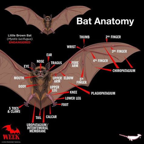 Bats Facts, Bats Anatomy, Facts About Bats, Bat Astethic, Different Types Of Bats, Types Of Bats, Bat Humanoid, Bat Demon, Bat Fursona Art