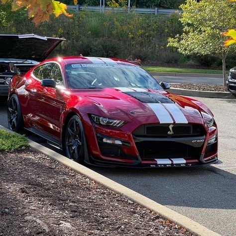 Mustang Gt500, Ford Shelby, Shelby Gt500, Ford Mustang, Mustang, Sports Car, Ford, Vehicles, Sports