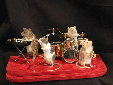 The Rat Bastards Funny Taxidermy, Bad Taxidermy, Funny Rats, Taxidermy Art, Cute Rats, Mouse Rat, Cute Hamsters, Live Band, Rodents