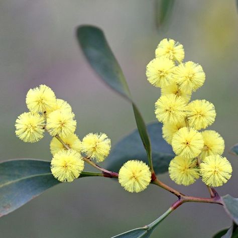 Australian National Flower, Golden Wattle Flower, Cootamundra Wattle, Australian Forest, Fantasy Ballgown, Wattle Tree, Wattle Flower, Australian Wattle, Australian Botanicals