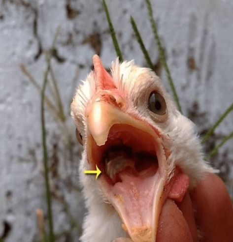 How to recognise Fowl Pox in chickens - The Good Life Backyard Chicken Hacks, Chicken Pecking, Backyard Flocks, Egg Production, Viral Infection, Egg Laying, Chicken Scratch, Mosquito Repellent, A Chicken