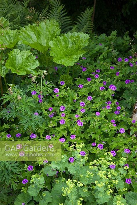 Geranium nodosum and Alchemilla mollis growing in a shady part of the garden at Glebe Cottage Alchemilla Mollis Combination, Alchemilla Mollis, Cottage Images, Balcony Plants, Plant Photography, Plant Combinations, Back Garden, Geraniums, Cottage Garden