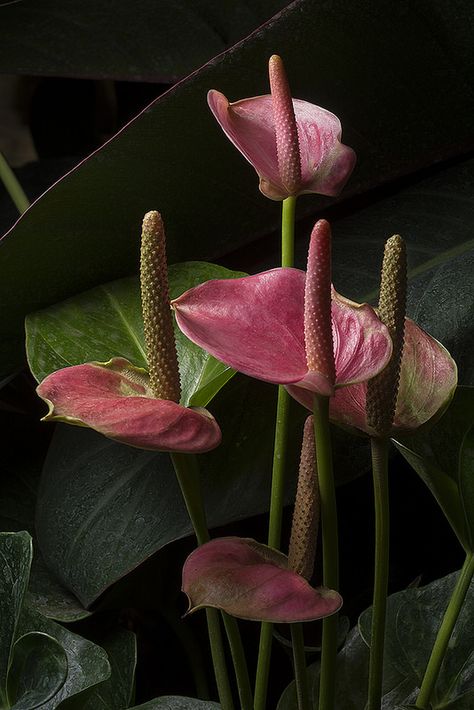 Anthurium easy care houseplant. flower colors black, red, pink, white. Anthurium Collection, Anthurium Plant, Anthurium Flower, Flamingo Flower, I Was Here, Off Camera Flash, Manual Mode, Vascular Plant, Beautiful Plants