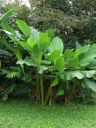 Calathea lutea | Mary W. Farmer | Flickr Calathea Lutea, Tropical Garden Plants, Courtyard Plants, Bali Garden, Florida Landscaping, Tropical Garden Design, Calathea Plant, Tropical Backyard, Tropical Landscaping