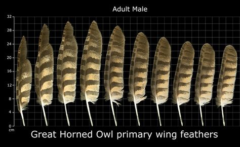 Great Horned Owl primary wing feathers - Pinned by The Mystic's Emporium on Etsy Barred Owl Feather, Owl Feather Tattoos, Feather Identification, Wing Anatomy, Owl Feathers, Spirit Animal Meaning, Owl Wings, Owl Feather, Angel Feathers