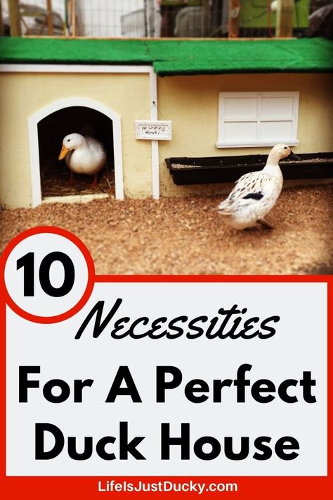 10 Necessities To A Perfect Duck House. - Life Is Just Ducky Backyard Ducks Habitat Diy, Duck Coop Flooring Ideas, Duck Coop And Run, Chicken And Duck Coop Combo, Duck Waterer No Mess, Duck Run Ideas, Diy Duck House, Duck House Diy, Duck Feeder