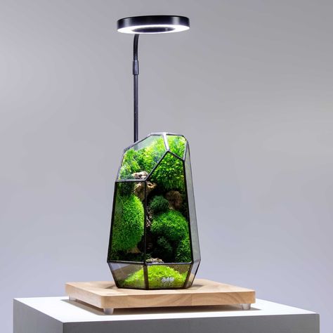 We’ve finally done it!! The MUCH requested wooden display boards with LED light attachments are OUT NOW. They come in two sizes which, between them, are perfect for pairing with any and all terrariums in our online shop - including the Prism, terrariums kits, the Moss Box, Cloche and ready-made living terrariums. Any questions drop ‘em below 👇 #ome #bristol #terrariums #display #plants Creative Breakfast, Overhead Light, Display Boards, Moss Terrarium, Terrariums Kits, Moss Art, Wooden Display, Light Down, Overhead Lighting