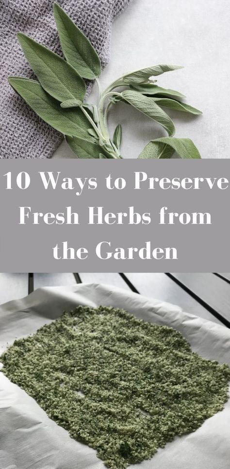 Learn how to preserve fresh herbs from the garden ten different ways and reap the bounty of your herb garden all year long! #herbs #herbrecipes #gardenherbs #howtouseherbs Preserve Fresh Herbs, Freezing Herbs, Preserving Herbs, Healthy Herbs, Herb Recipes, Garden Harvest, Diy Beauty Recipes, Preserving Food, Growing Herbs