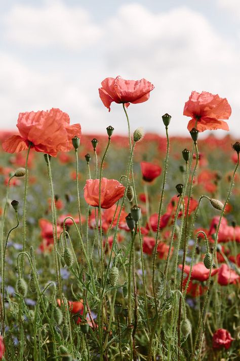 "red field poppies" stock photo | helen rushbrook for stocksy Poppy Flower Aesthetic, Poppies Aesthetic, Backpack Flowers, Poppy Flower Garden, Poppies Field, Remembrance Day Art, Poppy Images, Poppy Photo, Field Of Poppies