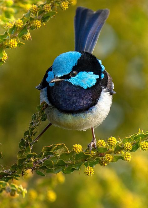 Fairy Wren, Dream Symbols, Australian Birds, Nightingale, Bird Photo, South Australia, Birds Of Paradise, Wild Birds, Animal Photo