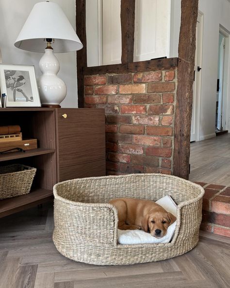 When two became three. Introducing… Basil 🌱 Living Room With Dog Bed, Living Room Dog Area, Aesthetic Dog Room, Dog Bed In Living Room, Dog Beds Aesthetic, When Two Became Three, Lauren Grace, Wicker Dog Bed, Cute Dog Beds