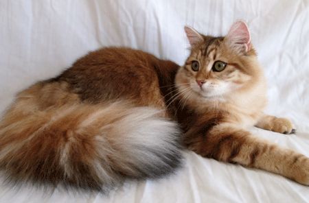 Classic Tabby Cat, Golden Tabby, Norwegian Cat, Animal Magazines, Sand Cat, Dream's Cat, Cat Reference, Siberian Cat, Gorgeous Cats