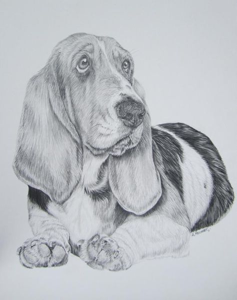 Basset Hound- Pencil by xx-ashley.deviantart.com on @deviantART Dog Pencil Drawing, Tatoo Dog, Basset Hound Art, Hound Puppies, Dog Sketch, Bassett Hound, Basset Hound Dog, 강아지 그림, Basset Hounds