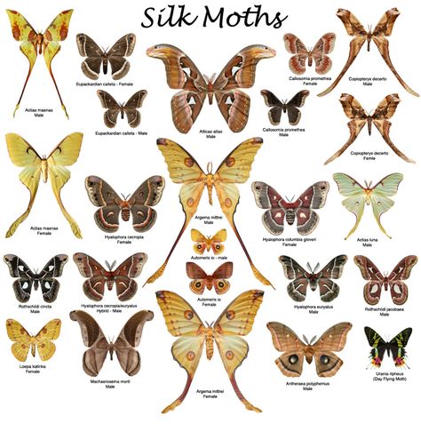 Moth Reference, Sleeve With Flowers, Silk Moths, Types Of Moths, Moth Species, Dragon Tattoo Back Piece, Cute Moth, Dragon Sleeve, Atlas Moth