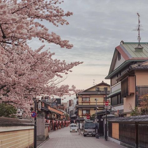 Cherry Blossom Trees, Japan Street, Style Instagram, Japan Aesthetic, Aesthetic Japan, Korean Aesthetic, Japanese Aesthetic, City Street, Blossom Trees