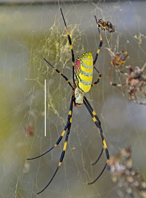 Sea Spider, Spider Species, Garden Spider, Horseshoe Crab, Giant Spider, Cool Bugs, Beautiful Bugs, University Of Georgia, Arachnids