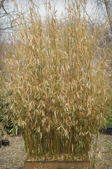 Bamboo Survival, Golden Goddess Bamboo, Bamboo Outdoor, Bamboo Care, Golden Goddess, My Thoughts, Outdoor Life, Winter Garden, My Garden