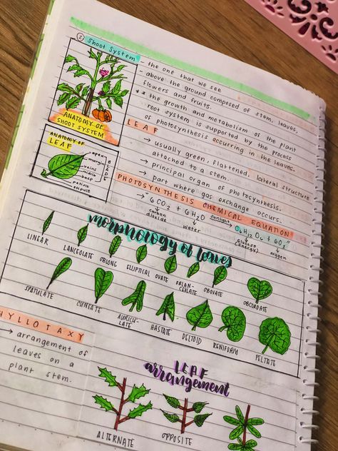 #studyveee #cutenotes #cute #notes #inspired Botany Notes, Bog Witch, Nature Font, Plant Notes, Typed Notes, Information Board, Notes Aesthetic, Aesthetic Notes, Study Flashcards