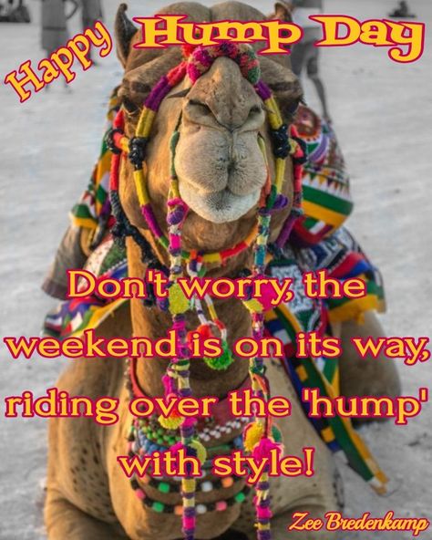 #humpday Happy Humpday Funny Gif, Halloween Hump Day, Over The Hump Wednesday, Humidity Memes Funny, Funny Wednesday Quotes, Hump Day Meme, Hump Day Humor, Wednesday Memes, Wednesday Greetings