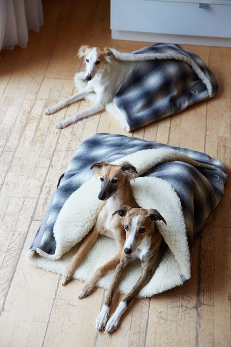 The coolest dog beds ever from Cloud 7! #whippets Dog Sleeping Bag, Stylish Dog Beds, Dog Contest, Dog Magazine, Dog Sleeping, Diy Dog Bed, Cool Dog Beds, Poodle Puppy, Diy Dog