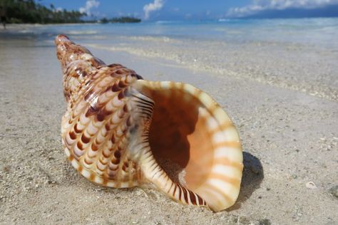 Aphrodite Art, Seashells Photography, Shell Drawing, Instruments Music, Koi Fish Drawing, Shell Tattoos, Geometry In Nature, Tuscany Landscape, Conch Shells