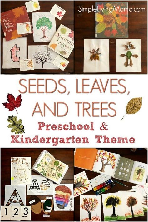 Plan a preschool leaf theme for a fun activity! Also learn about seeds and trees for preschool and kindergarten with these ideas! #leaftheme #treetheme #preschool #homeschoolpreschool #preschoolathome #preschoolthemes Leaves Theme Preschool, Leaf Theme Preschool, Theme Preschool Lesson Plans, Leaf Lessons, Tree Activities, Kindergarten Architecture, Theme For Preschool, September Lessons, Creative Curriculum Preschool