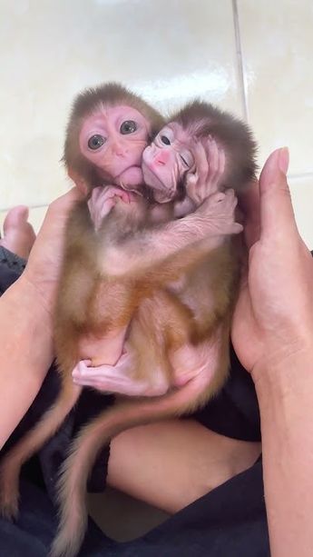 Baby Monkey For Sale, Capuchin Monkey Pet, Pet Monkey For Sale, Baby Monkey Videos, Winged Monkeys, Monkeys For Sale, Cute Monkey Pictures, Capuchin Monkey