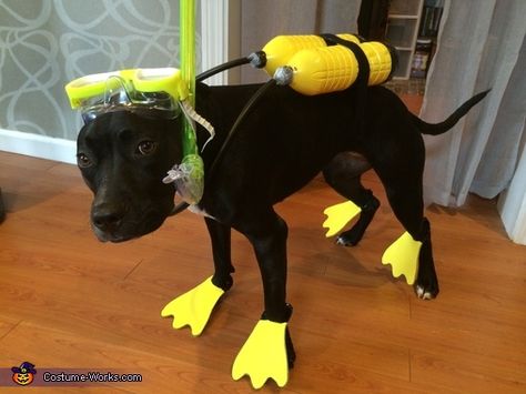 Stephanie: Ivory the pitbull/lab is wearing a DIY scuba costume. Which originated from her love of swimming in lakes, pools, puddles etc. I figured the costume was simple and inexpensive considering... Cute Dog Halloween Costumes, Cute Dog Costumes, Halloween Costumes 2014, Dog Shots, Puppy Costume, Diy Dog Costumes, Pet Halloween Costumes, Halloween Costume Contest, Dog Halloween Costumes