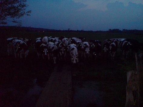 Cows At Night, Southern Gothic Aesthetic, Requiem For A Dream, Midwest Emo, American Gothic, Southern Gothic, Gothic Aesthetic, Film Stills, Night Looks