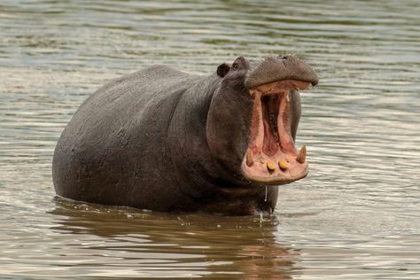 Hippo. They have large teeth and mouth. Hippo Teeth, Race 2, Design Sheet, Cute Hippo, Hippopotamus, Google Search, Animals, Design