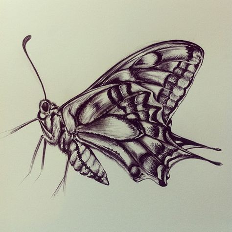 Black biro butterfly. Biro Butterflies, Biro Pen Drawing, Biro Sketches, Textiles Ideas, Biro Drawing, Art Markers Drawing, Markers Drawing, Butterfly Sketch, Perspective Sketch