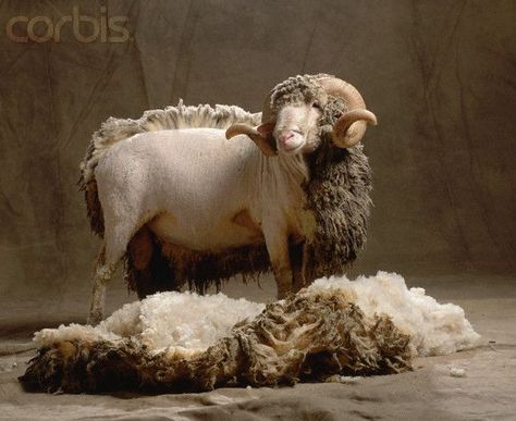 Merino sheep Rambouillet