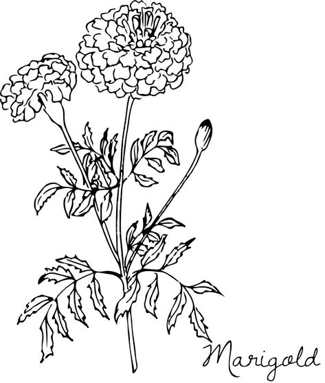 "Botanical Flower Drawing: Marigold" by AshHaycraft94 | Redbubble Marigold Flower Drawing Simple, Marigold Flower Outline, Marigold Flower Sketch, Marigold Flowers Drawing, Marigold Tattoo Outline, Marigold Stencil, Marigold Outline Tattoo, How To Draw Marigolds, How To Draw A Marigold