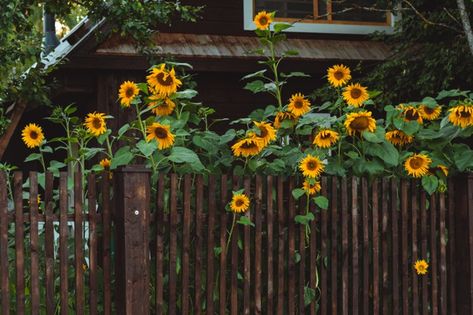 Sunflower Garden Ideas, Home Made Fertilizer, Sunflower Seedlings, Brown Fence, Rosemary Garden, Perennial Sunflower, Potted Sunflowers, Fence Outdoor, Green Backyard