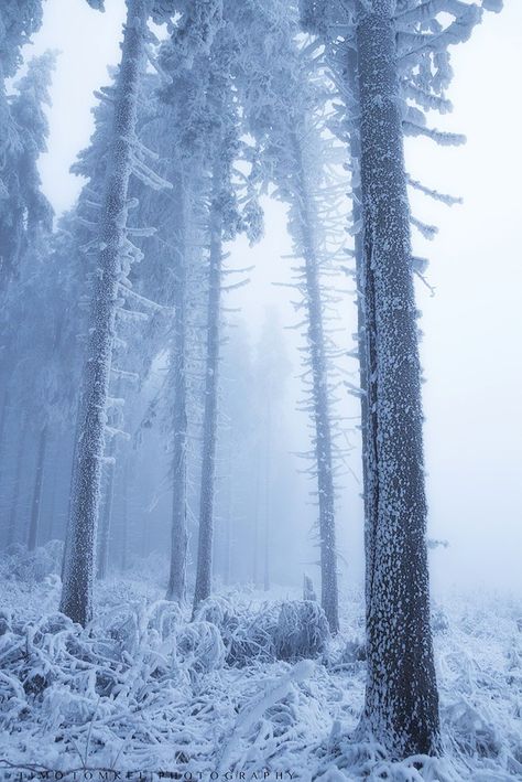 radivs: “Frozen Forest by Timo Tomkel ” Frozen Forest, Light Spring Colors, Snowy Forest, Instagram Website, Calming Colors, Winter Forest, Winter Wonder, Winter Aesthetic, Jack Frost