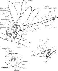 anatomy of a dragonfly - Google Search Drawing Dragonflies, Dragonfly Anatomy, Dragonfly Artwork, Dragonfly Images, Dragonfly Drawing, Dragonfly Photos, Dragon Flys, Dragonfly Painting, Damselflies