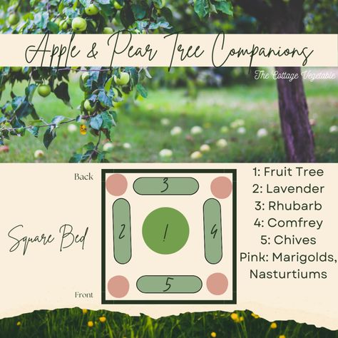 Mini Fruit Tree Guild for Small Gardens | Companion Plant for Dwarf Apples or Pears Fruit Tree Guild, Tree Guild, Farm Landscaping, Planting Fruit Trees, Food Forest Garden, Garden Companion Planting, Orchard Garden, Growing Fruit Trees, Victory Garden