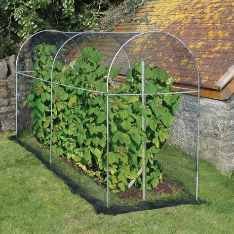 Long Domed Roof Fruit Cage Fruit Cages, Domed Roof, Fruit Cage, Raspberry Bush, Garden Netting, Growing Fruit, Fruit Garden, Garden Trellis, Garden Structures