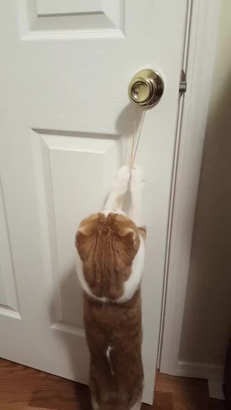 I trained my cat to open doors! Cat Toilet Training, Adopt A Cat, Cat Toilet, Owning A Cat, Dog Agility, Cat Training, Open Doors, Kitten Cat, Cat Care