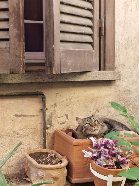 Cat in Italy🌺 Cats In Italy, Ruby, In Italy, Italy